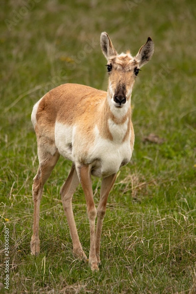 Fototapeta Pronghorn