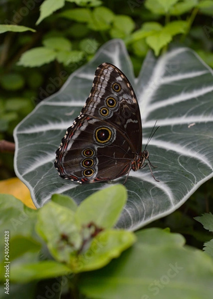 Fototapeta butterfly on leaf