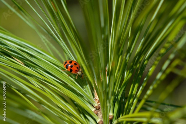 Fototapeta Ladybug on pine needle