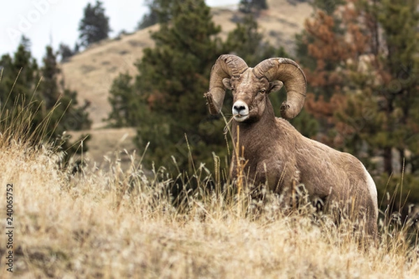 Obraz Bighorn Warrior Stops for a Pose (while feeding)