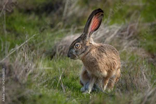Fototapeta Jack Rabbit