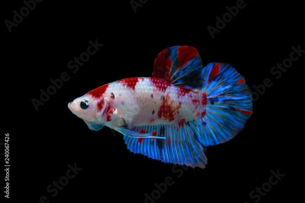 Obraz Close-up of siamese fighting fish koi galaxy halfmoon plakat male isolated on black background. Clipping path.