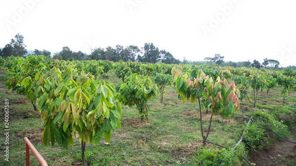 Fototapeta Cocoa garden, Growing cocoa for 2 years and starting to take effect Its growth. useful can be processed, Drink, condiments, cosmetics it is a plant that is grown around the world.