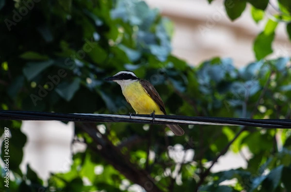 Fototapeta Bem-te-vi - Pitangus sulphuratus II