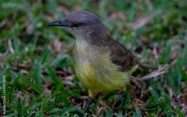 Fototapeta Bem-te-vi - Pitangus sulphuratus I