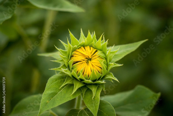 Fototapeta Macro / Close up of a small yellow sunflower with closed petals and green leaves