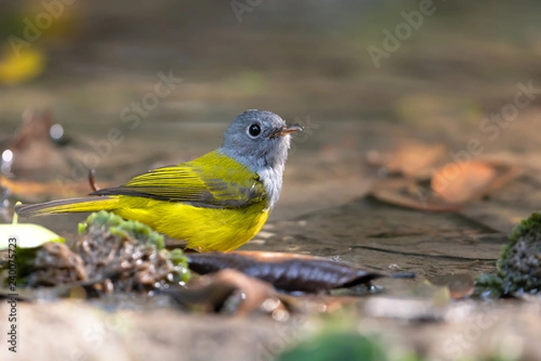 Fototapeta Bird behavior  in the wild,Grey head canary flycatcher.Grey and yellow bird standing in a pond with wet plumage drinking and taking a bath in rain forest of thailand,side view..