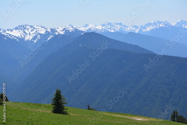 Obraz Olympic National Park