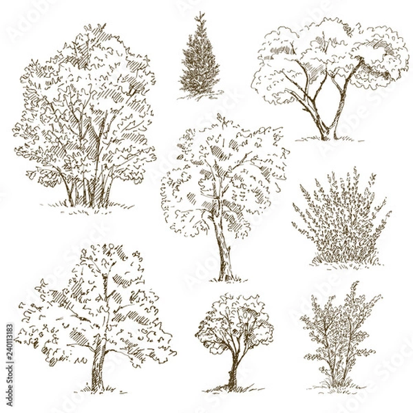 Obraz Hand drawn tree sketches set. Vector illustration.