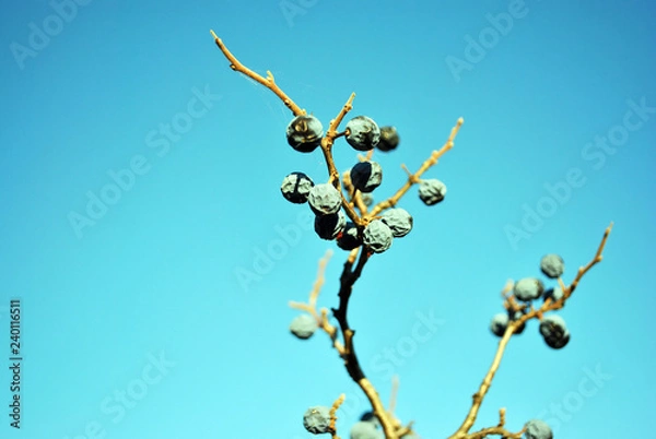 Fototapeta Blackthorn branch without  leaves with dry berries, sunny autumn day, close up detail on bright blue sky background