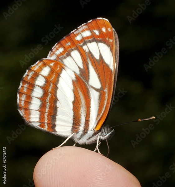 Obraz common glider ( Neptis sappho ) on a finger