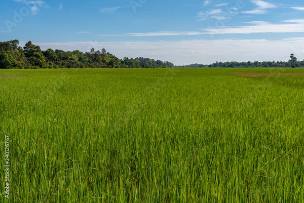 Fototapeta Rice field in Cambodia