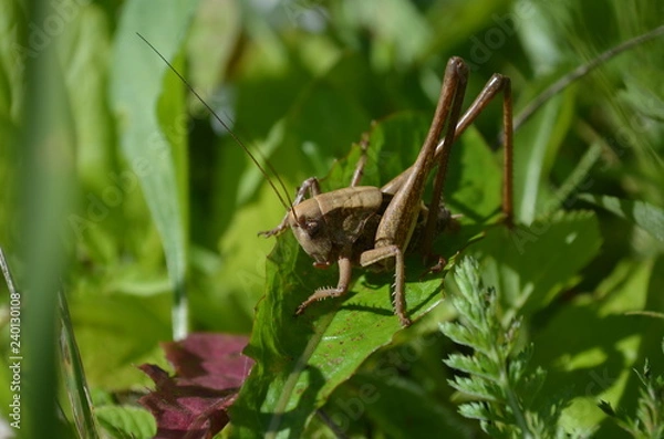 Fototapeta Кузнечик