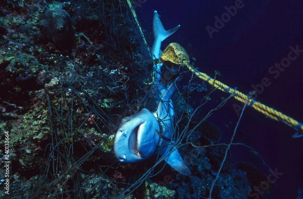 Fototapeta Dead Shark in a fishing net strangled to death / Ocean Protection / Sea Environmental Destruction