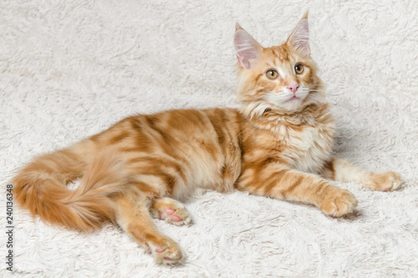 Fototapeta рыжий кот мейн-кун лежит на диване