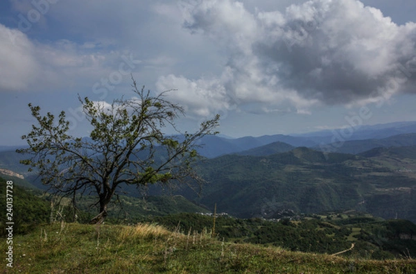 Obraz tree in mountains