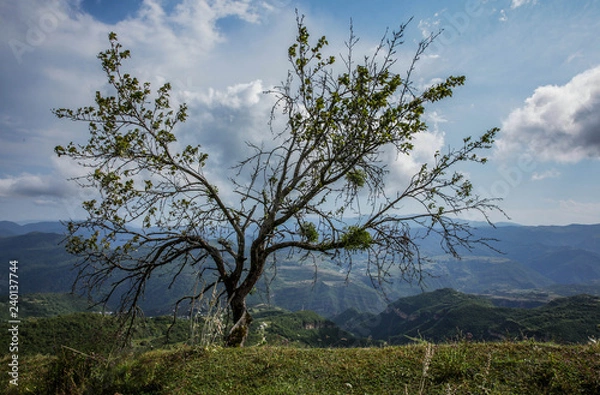Obraz tree on the hill