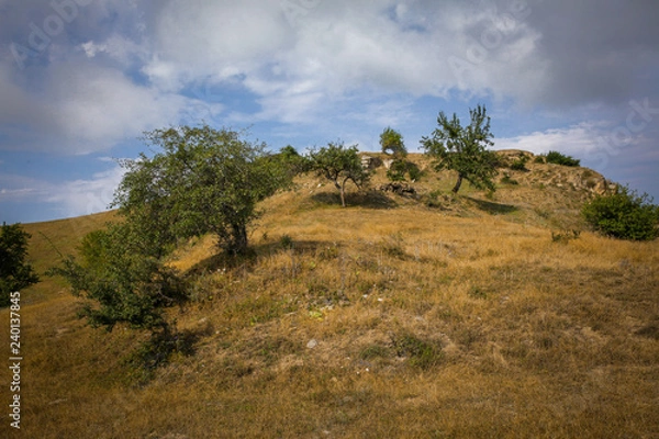 Obraz tree on the hill