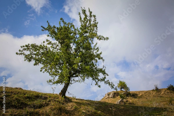 Obraz tree on the hill