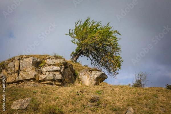 Obraz tree on the hill