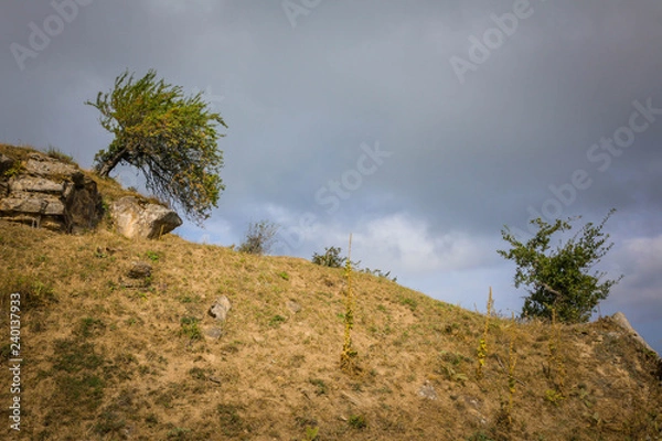 Obraz tree on the hill