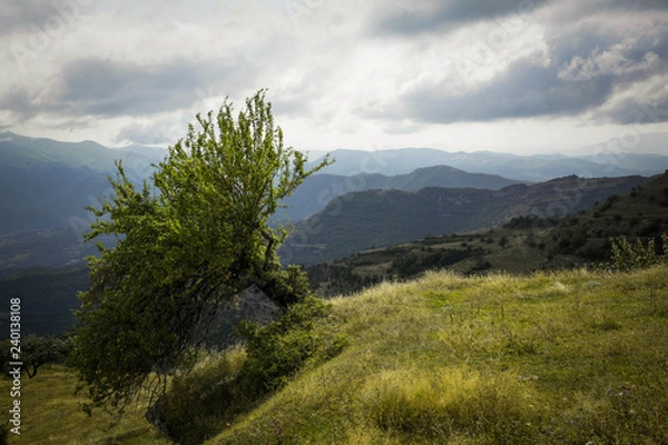 Obraz tree in the mountains