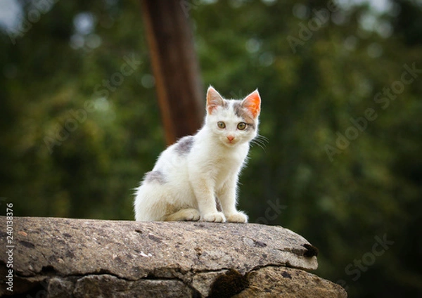 Obraz Кошка на крыльце..