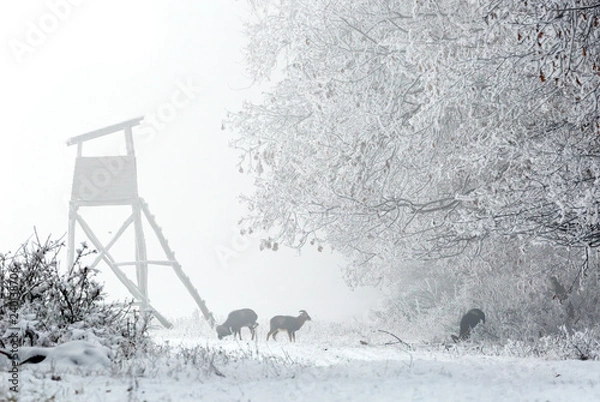 Obraz winter in forest