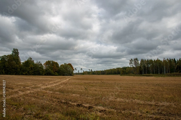 Fototapeta empty countryside landscape in autumn with fields and meadows and rare trees in background
