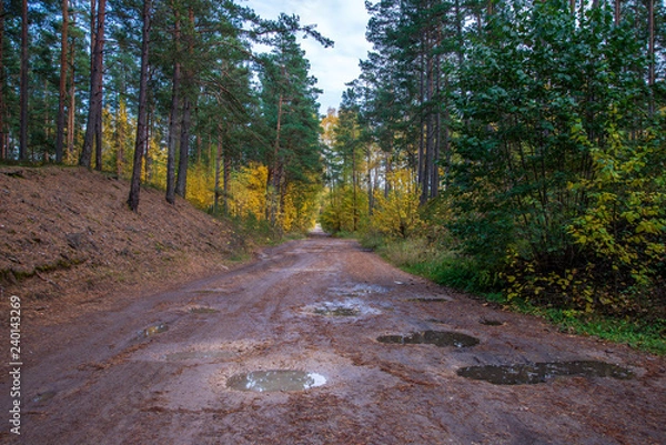 Fototapeta countryside road in summer with large trees on both sides