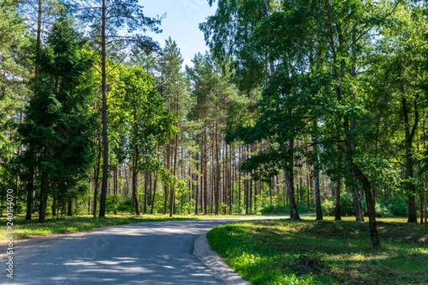 Fototapeta countryside road in summer with large trees on both sides