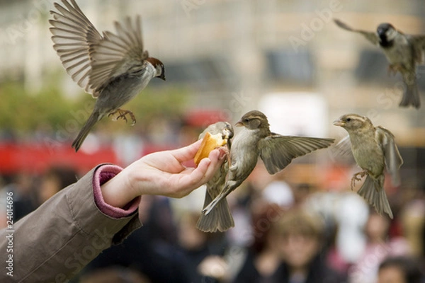 Obraz Sparrows Eating