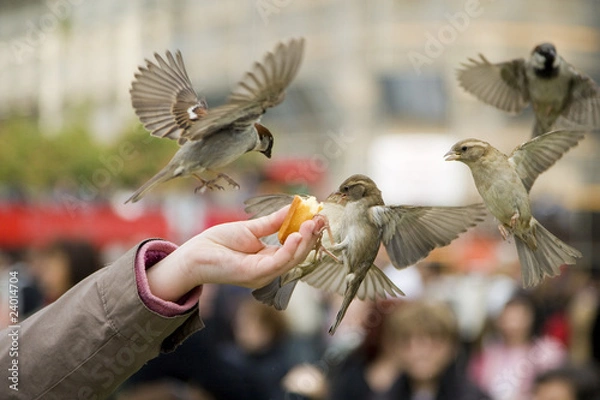 Obraz Sparrows Eating