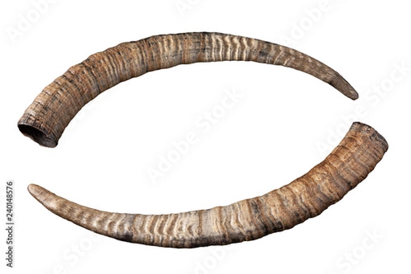 Obraz róg kozy na białym tle