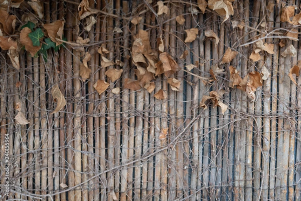 Obraz Separation with foliage