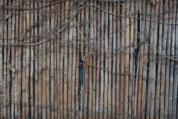 Obraz Separation with foliage