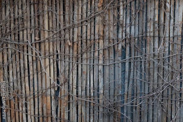 Obraz Separation with foliage