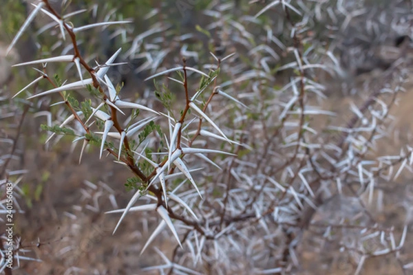 Obraz Sweet thorn (Vachellia karroo)