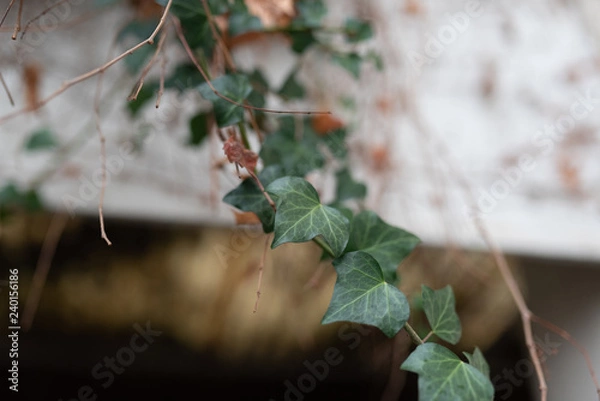 Obraz Wall with foliage