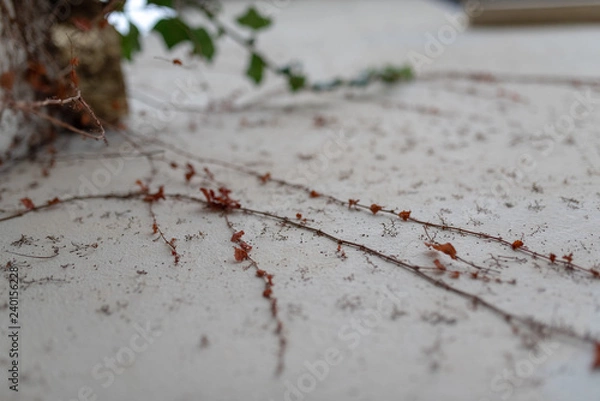 Obraz Wall with foliage
