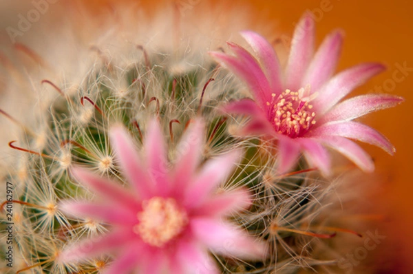 Obraz Flor de Cactus em macro