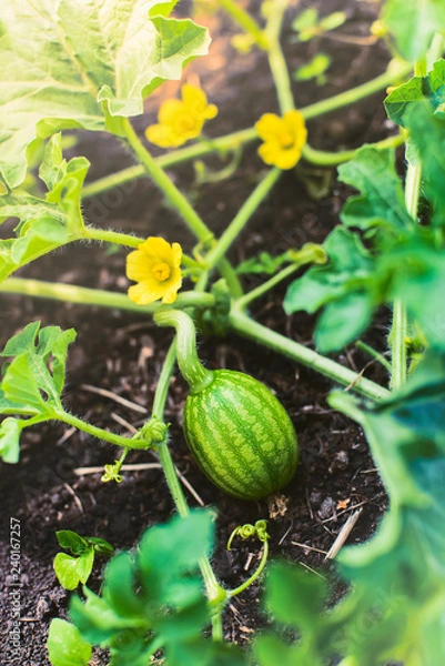 Fototapeta Study of nature. Looking through a magnifying glass the growth of a small watermelon in the garden on a Sunny summer day. Training