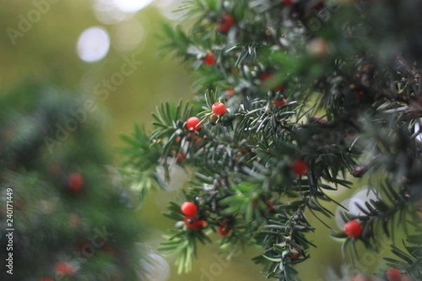 Obraz red berries on a christmas tree