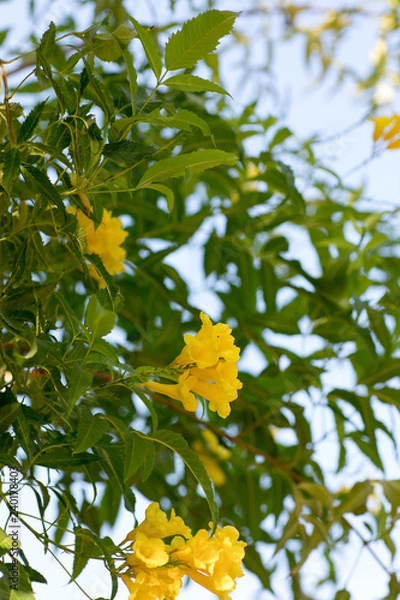 Obraz tropical flowers