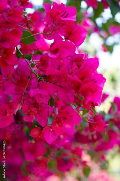 Obraz tropical flowers