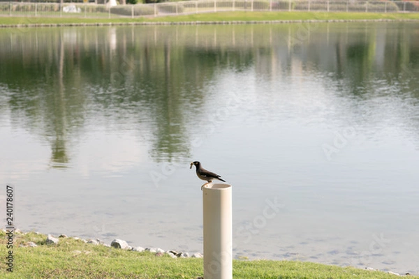 Fototapeta Bird with Worm