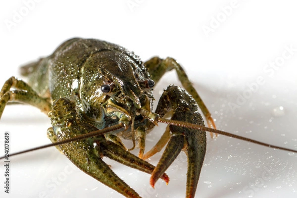 Fototapeta Crayfish on a white background. Drops of water on the surface of the shell