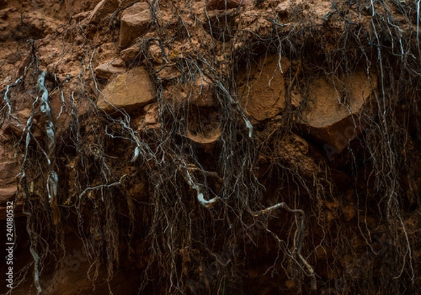 Fototapeta Abstract roots in the rocky red dirt