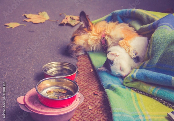 Obraz dog and cat sleeping