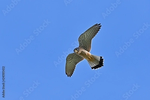 Fototapeta 上空から獲物を探すチョウゲンボウ